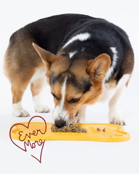 Evermore Dog Food - Turkey – Raw Feeding Miami