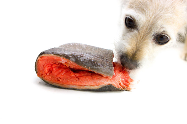 Salmon Chunks Raw Feeding Miami