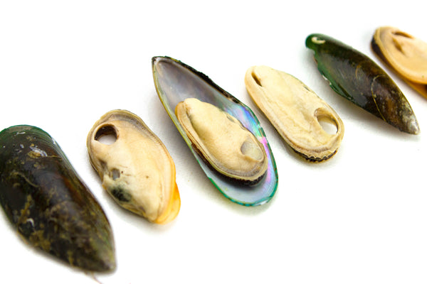The Benefits of Green Lipped Mussels