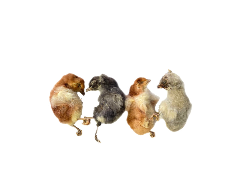 Dehydrated Chicks