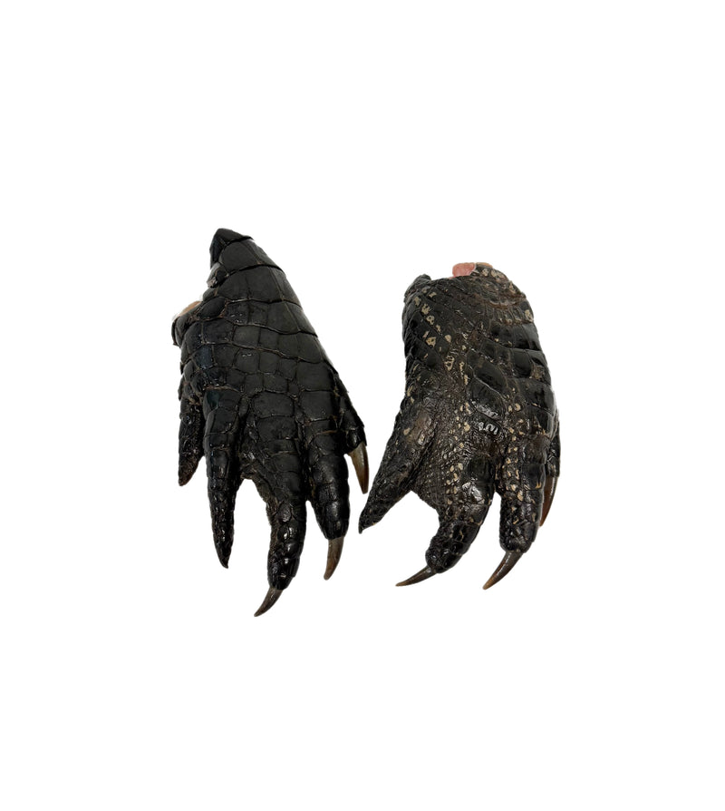 Alligator Feet