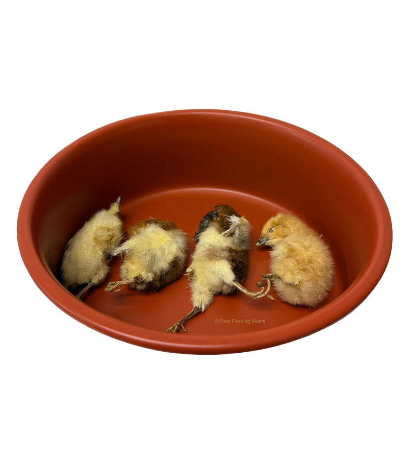 Dehydrated Chicks