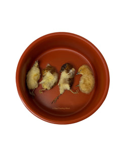Dehydrated Chicks