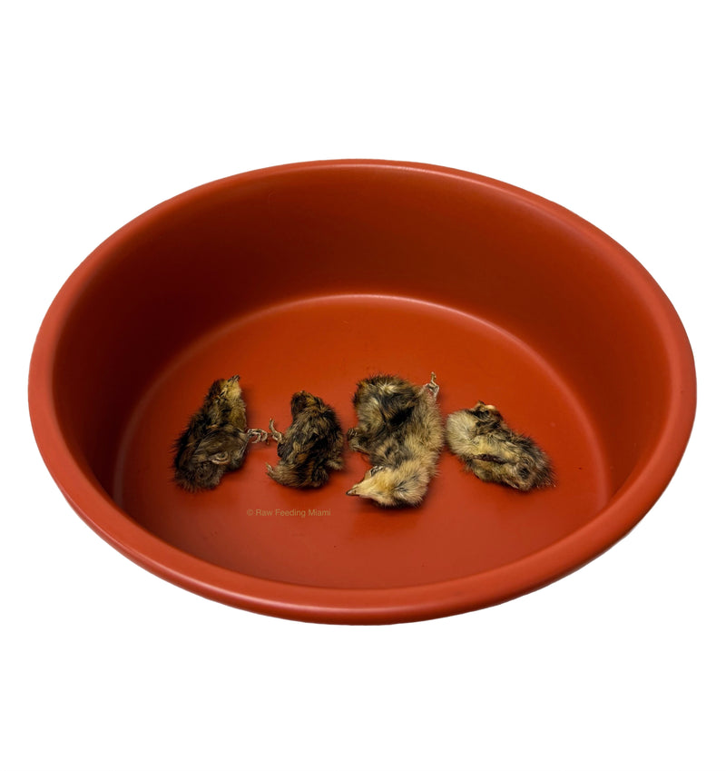 Dehydrated Quail Chicks