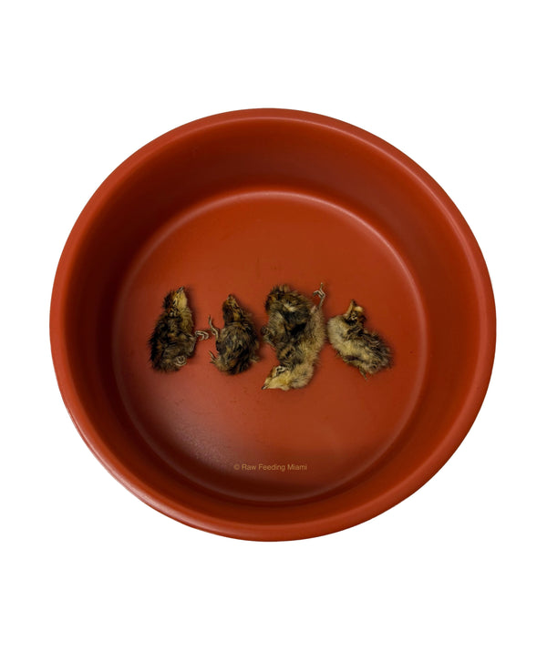 Dehydrated Quail Chicks