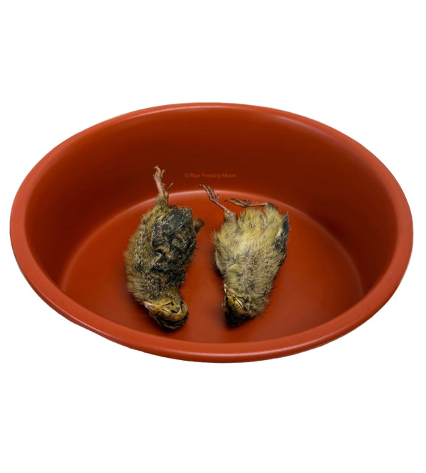 Freeze Dried Whole Prey Quail