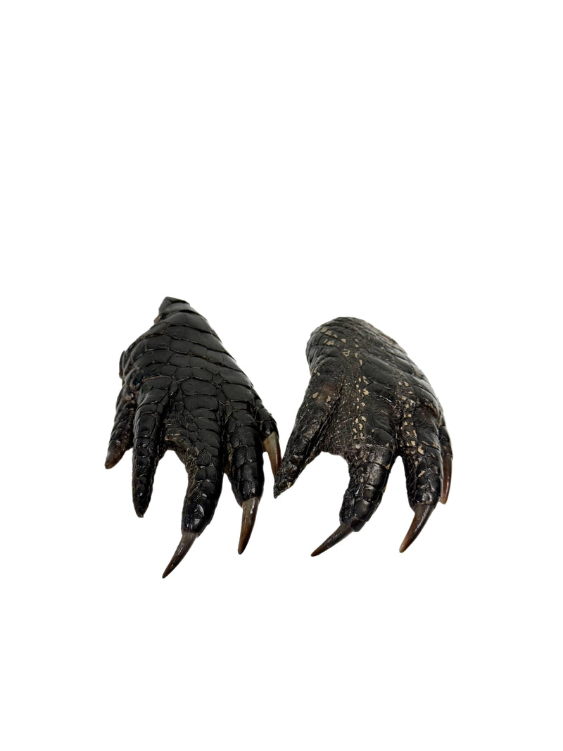 Dehydrated Alligator Feet