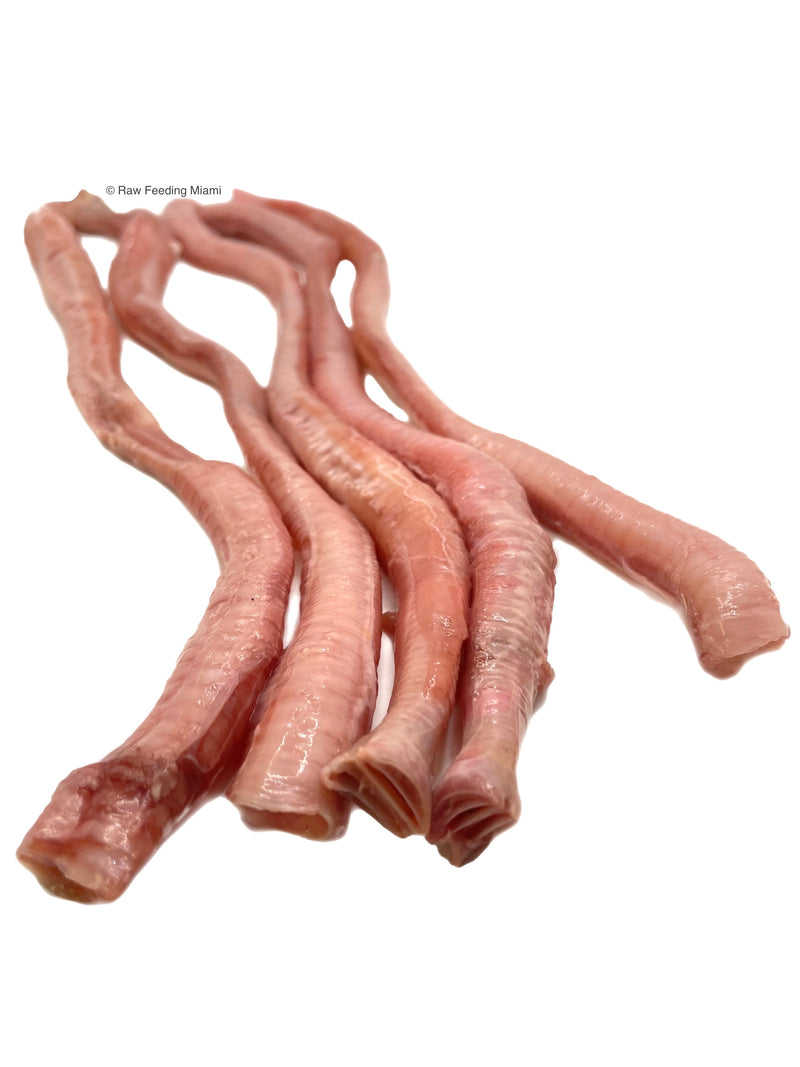 Goose Trachea