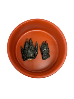 Dehydrated Alligator Feet