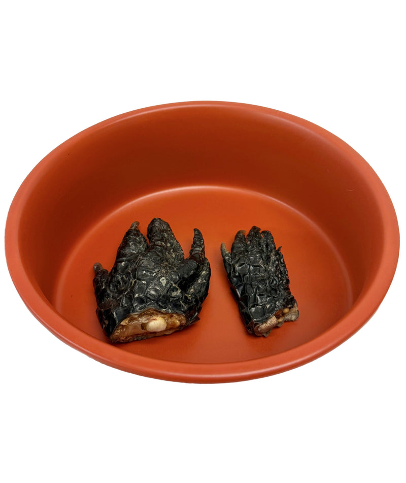 Dehydrated Alligator Feet