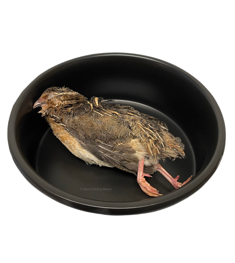 Whole Prey Quails - Large