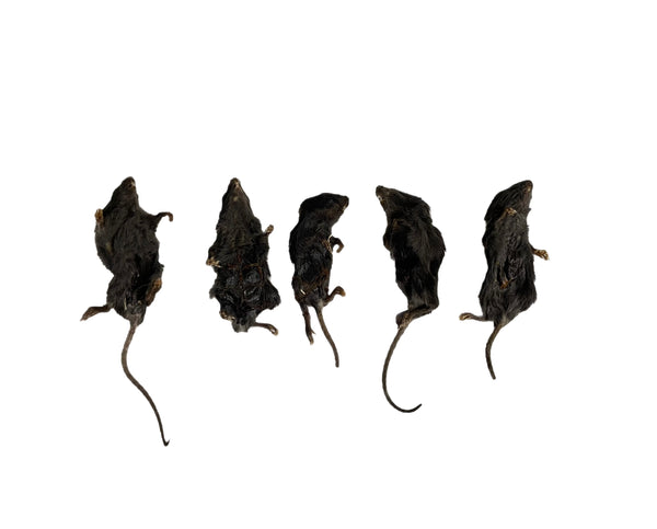 Dehydrated Mice