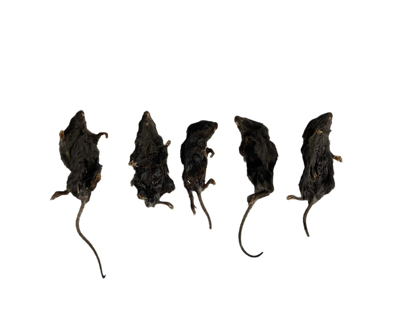 Dehydrated Mice
