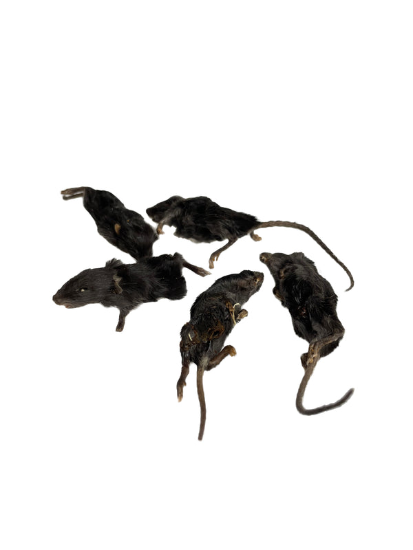 Dehydrated Mice