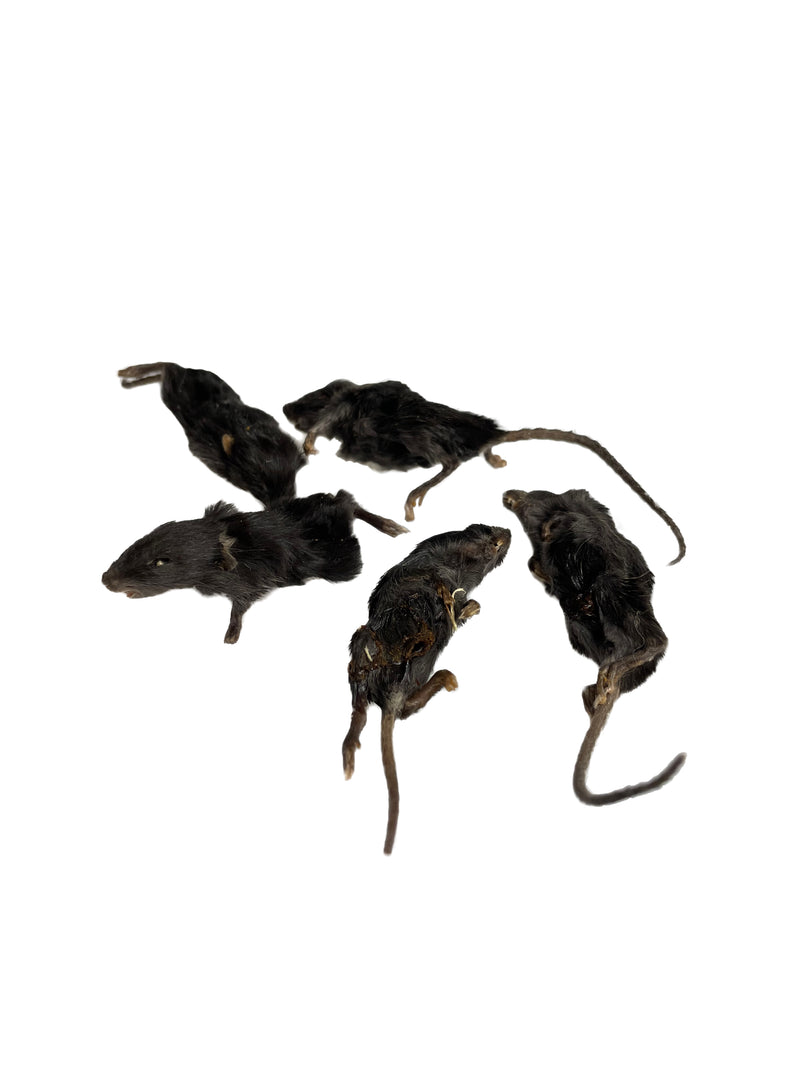 Dehydrated Mice