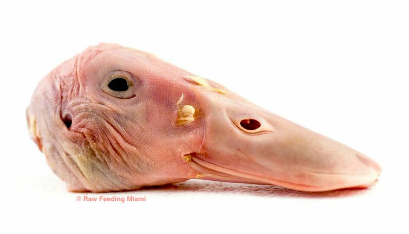 Dried duck hotsell heads for dogs