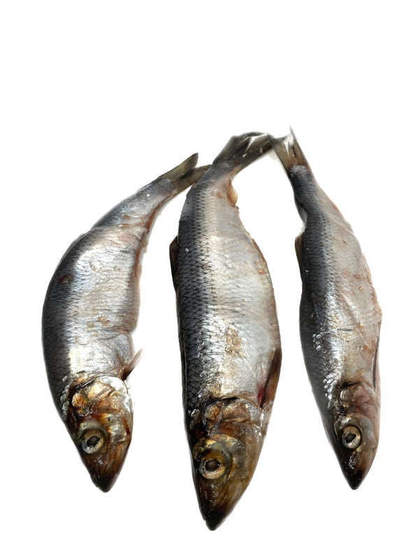 Atlantic Herring