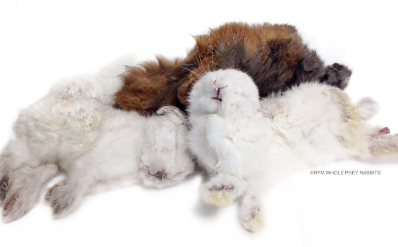 Whole Prey Rabbit