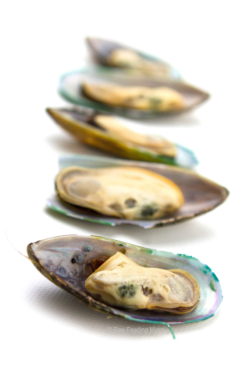 Green Lipped Mussels