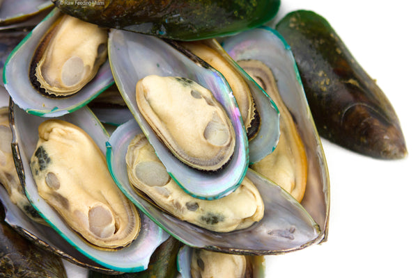 Green Lipped Mussels