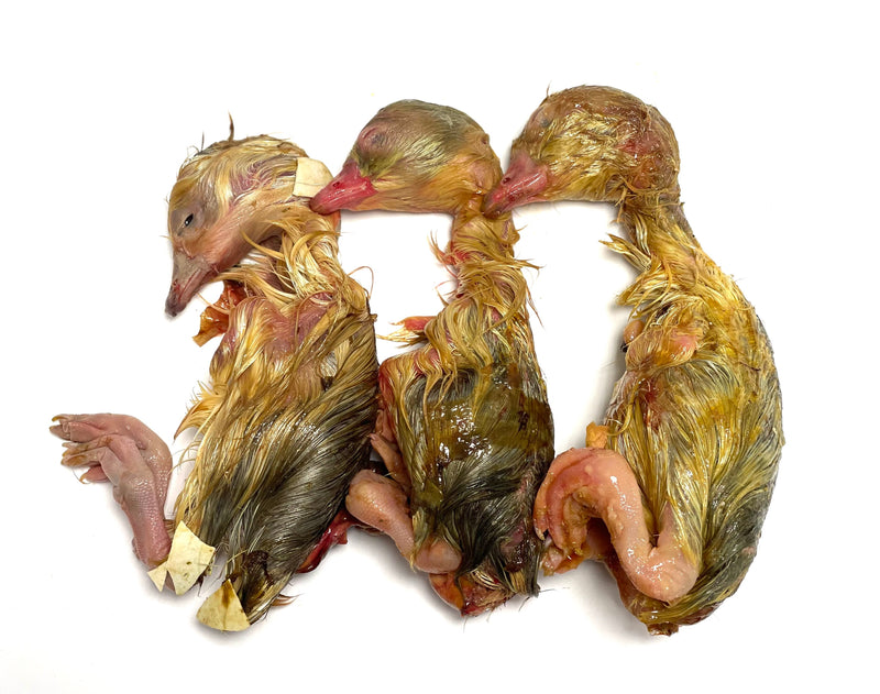Whole Prey Goose Chicks