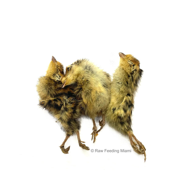 Dehydrated Quail Chicks