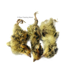 Dehydrated Quail Chicks