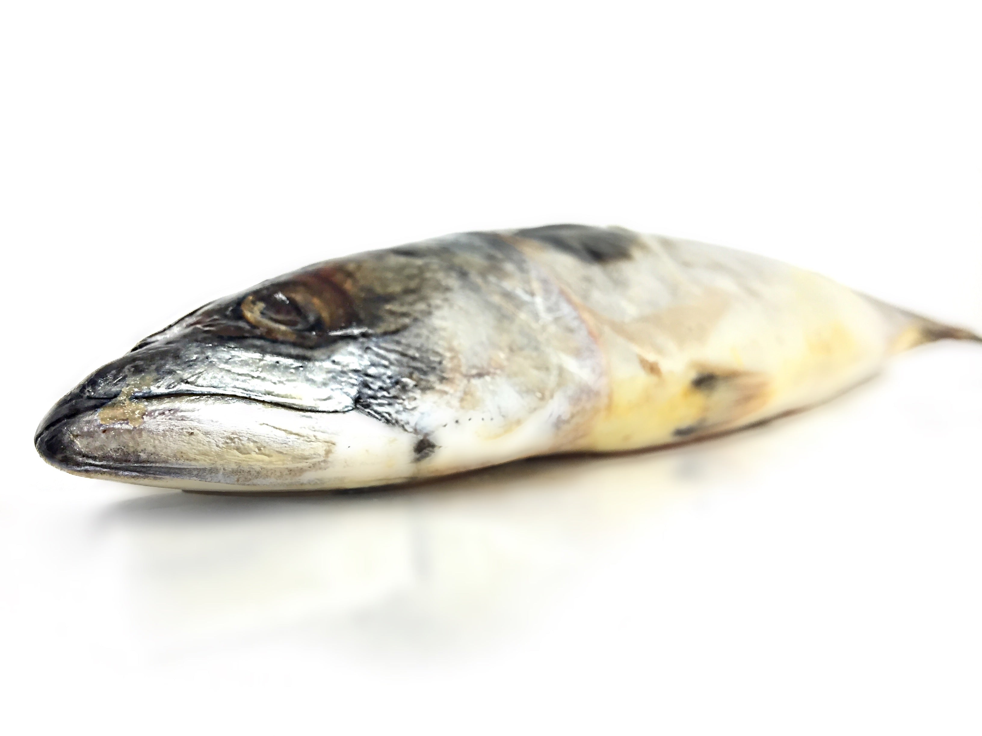 Mackerel Raw Feeding Miami