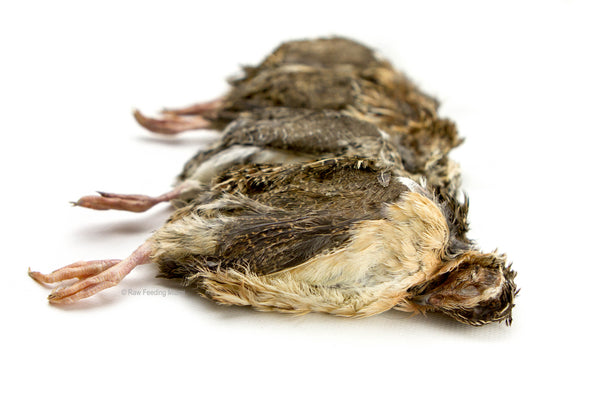 Whole Prey Quails (Large)