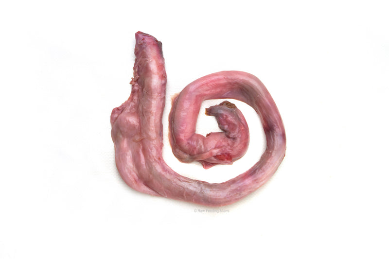 Beef pizzle on sale for sale