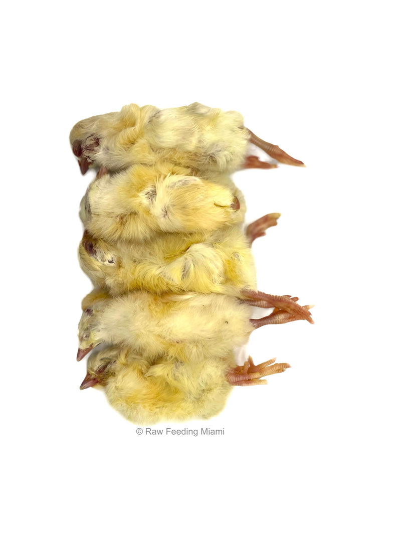 Whole Prey Chicks