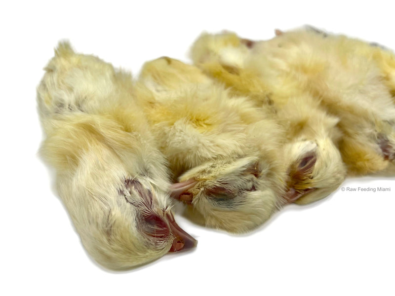 Whole Prey Chicks