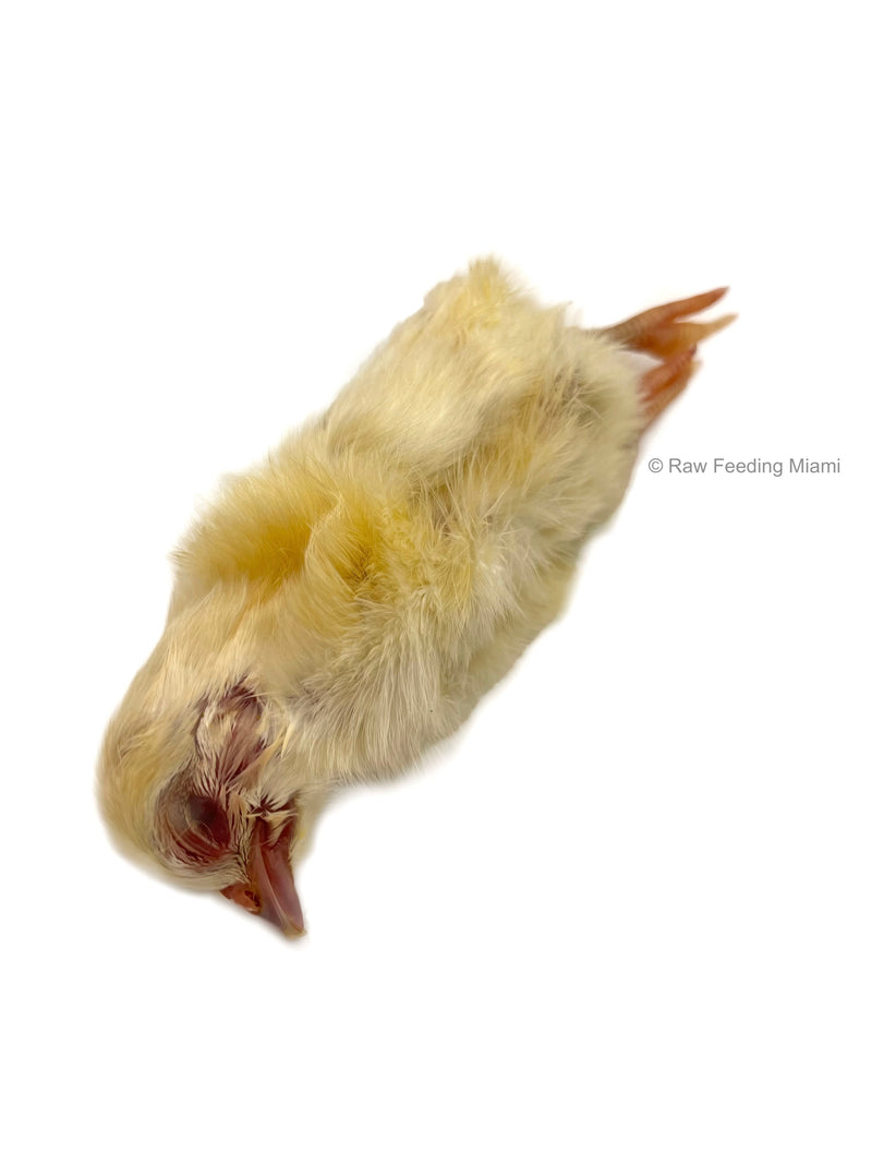 Whole Prey Chicks