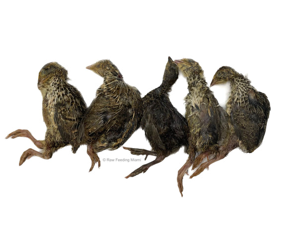 Whole Prey Quail (Small)