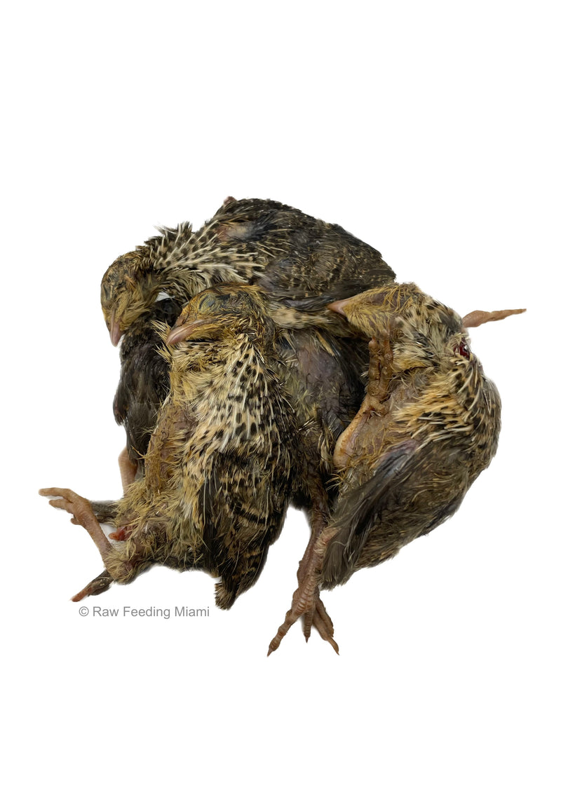 Whole Prey Quail (Small)