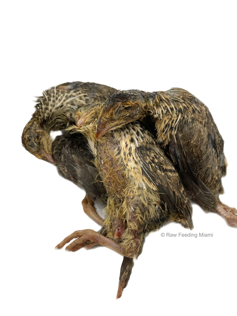 Whole Prey Quail (Small)