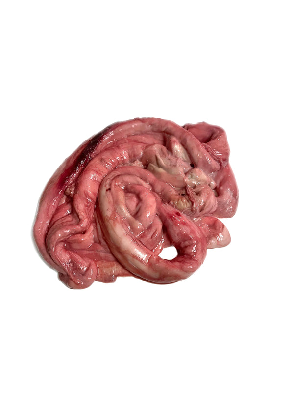 Bison Spinal Cord