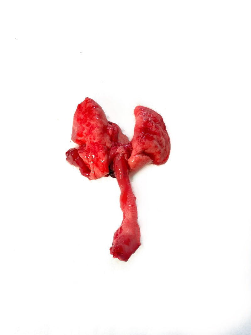 Rabbit Lungs
