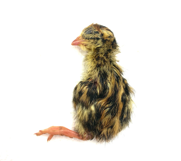 Whole Prey Quail Chicks