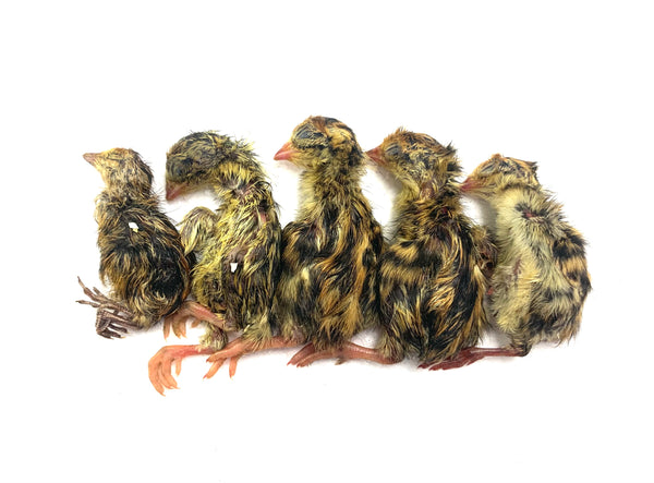 Whole Prey Quail Chicks