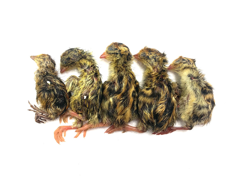 Whole Prey Quail Chicks